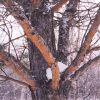Scotch Pine #10 - Image 3
